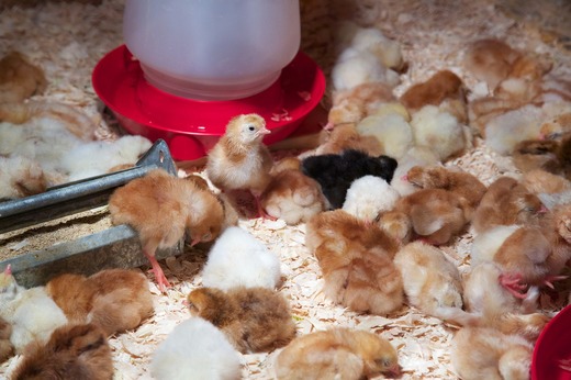 Crescătorii de păsări și ovine vor primi ajutoare de stat, însumând aproape 155 milioane lei, pentru compensarea pierderilor cauzate de pandemie 
