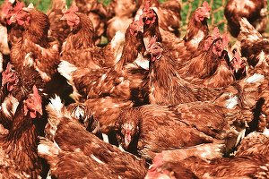 Pui cu superbacterii, în magazine. O analiză la nivel european ridică din nou problema folosirii antibioticelor în ferme