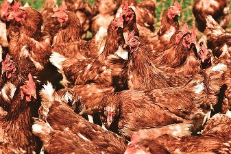 Pui cu superbacterii, în magazine. O analiză la nivel european ridică din nou problema folosirii antibioticelor în ferme