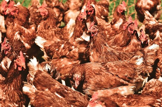 Pui cu superbacterii, în magazine. O analiză la nivel european ridică din nou problema folosirii antibioticelor în ferme