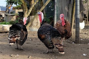 Restricțiile impuse de autoritățile americane din cauza Covid-19 au redus puternic cererea de curcani înainte de sărbătoarea Thanksgiving
