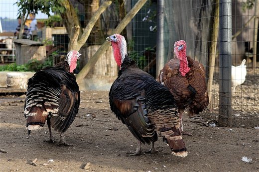 Restricțiile impuse de autoritățile americane din cauza Covid-19 au redus puternic cererea de curcani înainte de sărbătoarea Thanksgiving