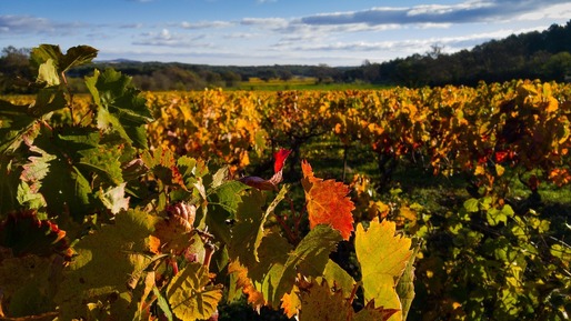 După aprobarea la Bruxelles, Guvernul dă drumul la schema de ajutoare de stat pentru producătorii de vin
