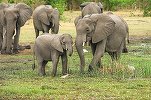 Namibia, afectată de secetă, scoate la vânzare 170 de elefanți