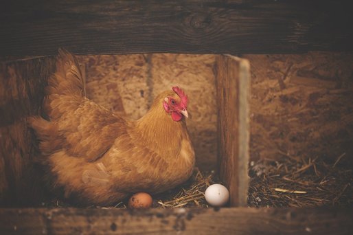 VIDEO Agro TV - Găinile ouătoare – o afacere la nivel de fermier de 1.000 euro/lună