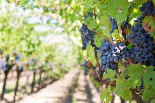 Producătorii din sectorul vitivinicol vor primi până la 31 decembrie ajutorul de stat acordat în contextul pandemiei