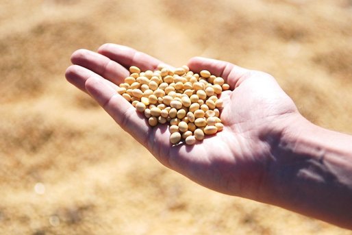 Importurile Chinei de soia boabe vor atinge anul acesta un nivel record
