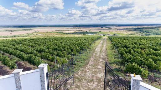 Interesul consumatorilor pentru vin românesc a crescut, producătorii așteaptă și un semn de la stat. “Autoritățile să realizeze că putem apărea și noi pe harta vinurilor mondiale pentru că avem cu ce, avem cu cine.”
