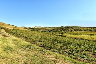 Agricultura ecologică, în creștere cu 20%. Fermierii din România au ajuns la 472.000 de hectare în 2020