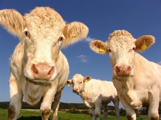 Crescătorii de animale au sacrificat mai multe vaci, oi și capre
