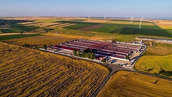 Pesta porcină blochează o nouă mare tranzacție a Premium Porc