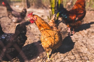 Consiliul Concurenței a declanșat o investigație pe piața cărnii de pasăre. Indicii privind posibile înțelegeri pentru limitarea ofertei și creșterea artificială a prețurilor 