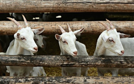 Numărul total de ovine și caprine din România a crescut 