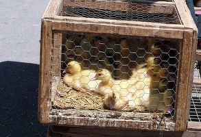 Comisia Europeană va propune eliminarea treptată a cuștilor pentru animalele de fermă