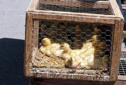 Comisia Europeană va propune eliminarea treptată a cuștilor pentru animalele de fermă
