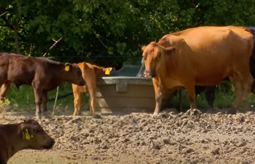 VIDEO Agro TV: Indienii, oameni de bază în fermele românești