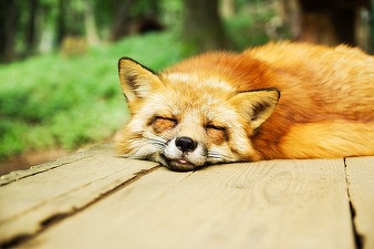 Mai multe state UE cer „interzicerea permanentă” a creșterii animalelor pentru blană, România se opune