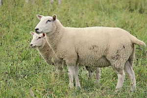 România a exportat animale vii de peste 120 milioane de euro, în primele trei luni, cu peste 44% mai mult