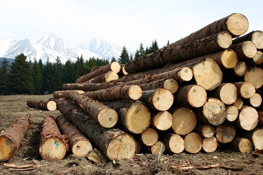 CONFIRMARE Romsilva anunță că scoate la licitație lemnul doar în sistem online