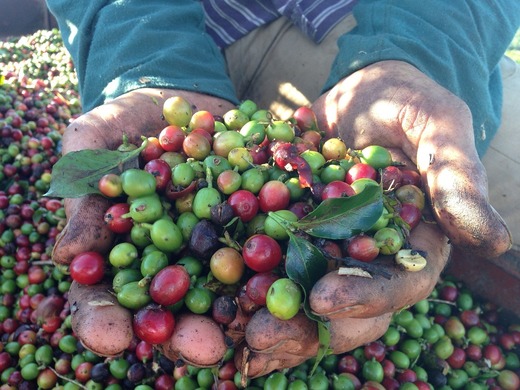 Cel mai grav îngheț produs în ultimele decenii în Brazilia și costurile mari de transport vor urca prețurile cafelei la niveluri record multianuale