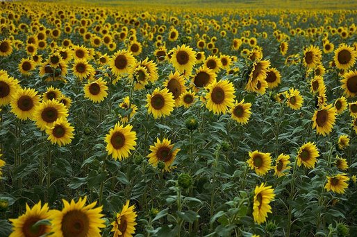 România reușește o producție-record la floarea-soarelui. Lipsa unităților de procesare duce la exportul materiei prime