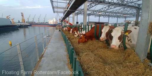 VIDEO La Rotterdam, vacile plutesc pe apă pentru a proteja mediul înconjurător