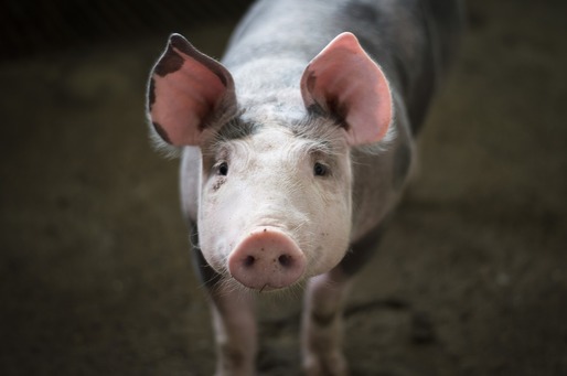 INS: Numărul porcilor a scăzut cu 3,5%, la 3,54 milioane capete
