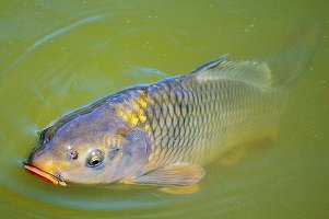 Salata tradițională cu icre de crap, al zecelea produs românesc recunoscut și protejat în UE
