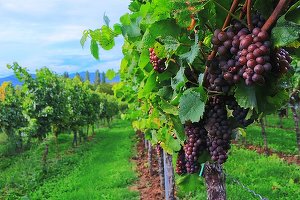 Aproape jumătate din suprafața cultivată cu viță de vie din România se află în regiunea de dezvoltare Sud-Est