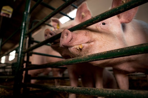 Spania este pe cale să preia de la Germania titlul de cel mai mare producător european de carne de porc