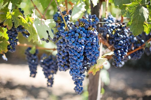 Producția de zaibăr, vinul făcut celebru de Amza Pellea, este pe cale de dispariție