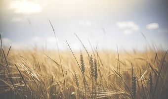 Valoarea producției agricole din România a scăzut 