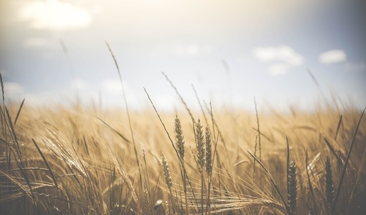 Valoarea producției agricole din România a scăzut 