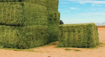 Al Dahra Holding, proprietarul Agricost, deschide noi fabrici în România, Bulgaria și Serbia, investiție de peste 100 milioane euro. Devine lider la producția și exportul de furaje în Europa de Est