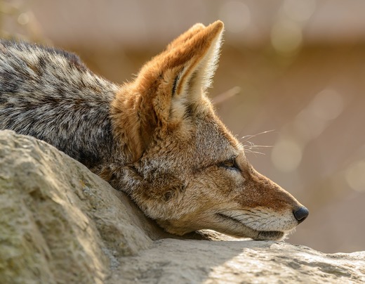 Începe vânătoarea de șacali din Delta Dunării. Animalele atacă gospodăriile, dar și fauna sălbatică
