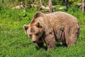 Propunere: brandurile care folosesc imaginea sau cuvântul „urs” în identitatea lor să plătească copyright animalelor