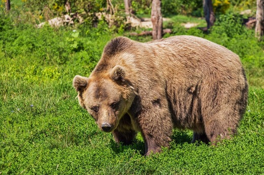 Propunere: brandurile care folosesc imaginea sau cuvântul „urs” în identitatea lor să plătească copyright animalelor