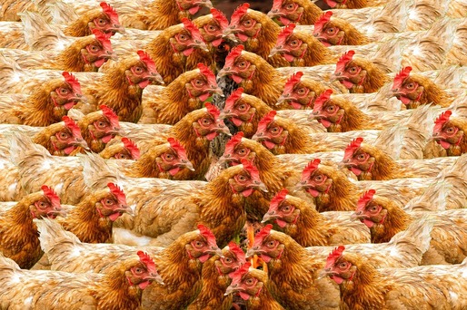 Crescătorii din Franța vor trebui să țină păsările închise, din cauza riscului crescut de gripă aviară