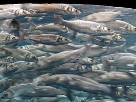 Sardine din ce în ce mai mici: O modificare a mediului, cauza acestui fenomen