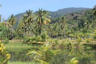 Brazilia: Creștere cu 22% a defrișării în Amazonia într-un an