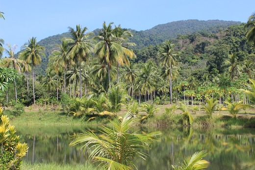 Brazilia: Creștere cu 22% a defrișării în Amazonia într-un an