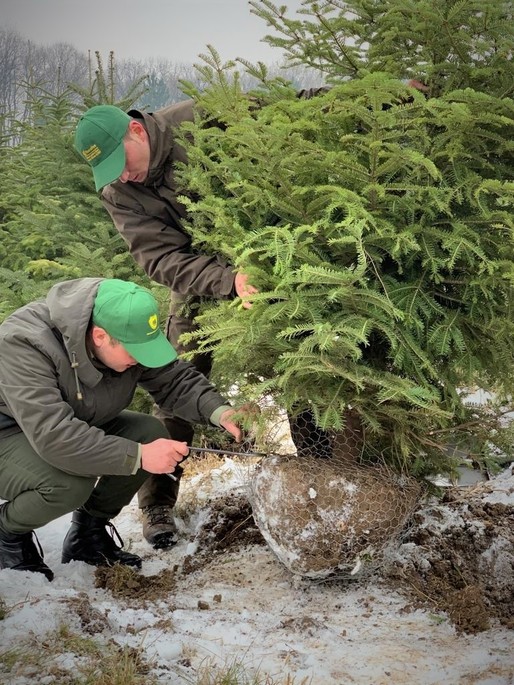 Romsilva scoate la vânzare aproape 34.000 Pomi de Crăciun. La ce preț