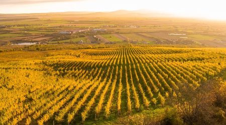 Am gustat vinul de la Jelna și am descoperit amprenta Transilvaniei!