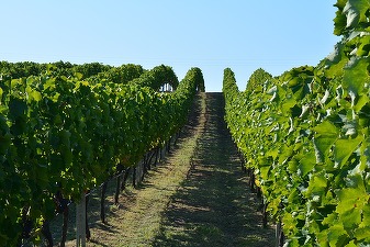 Grecia, a șasea destinație turistică vinicolă pe plan global