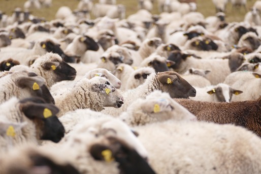 Producția de carne de ovine și caprine a României a crescut