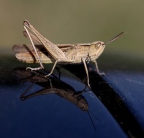 Greierele de casă, a treia insectă autorizată ca ingredient alimentar pe piața din Uniunea Europeană