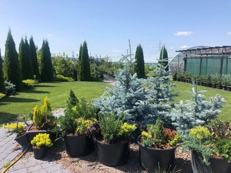 Dilemă  - când plantăm, Primăvara sau Toamna?