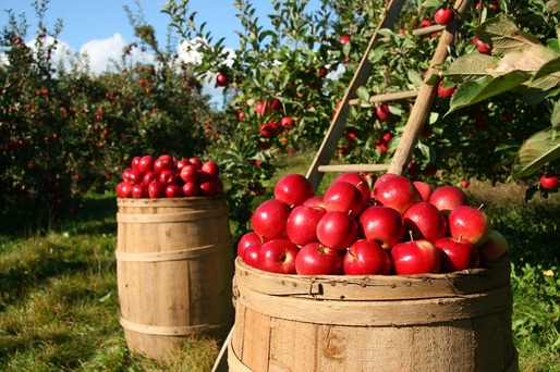 VIDEO Prima TV: Celebrele mere de Voinești sunt pe cale de dispariție