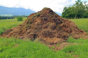 Bălegarul - o marfă foarte căutată în SUA