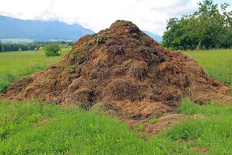 Bălegarul - o marfă foarte căutată în SUA